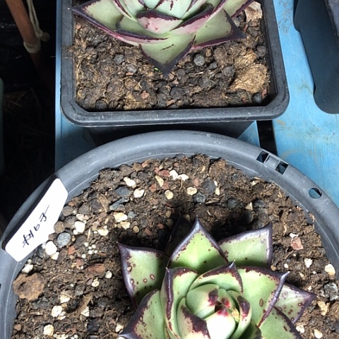 多肉植物组合盆栽