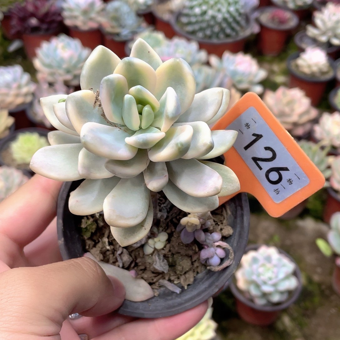 杰***龟126号多肉植物组合