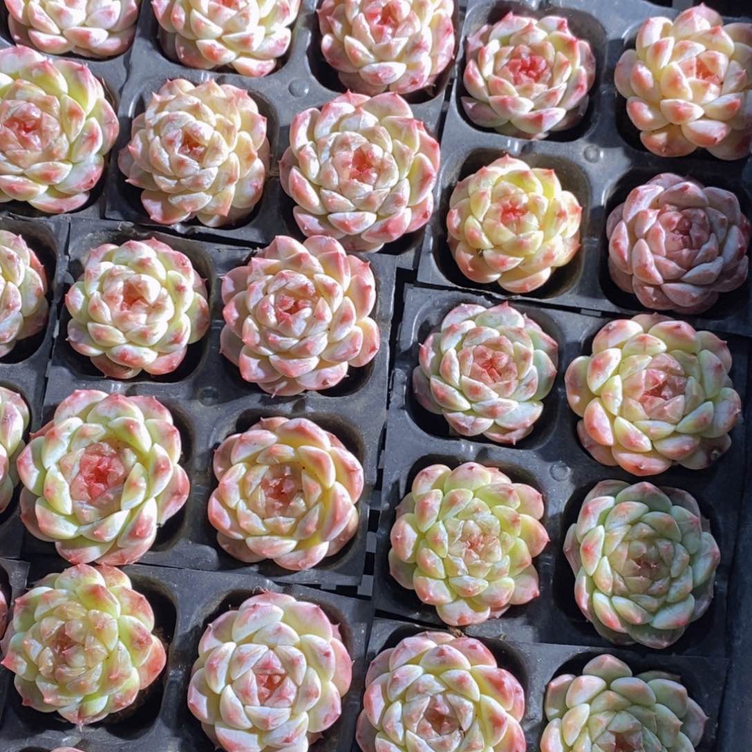 1208-9-精品白底樱花冰魄单头四个