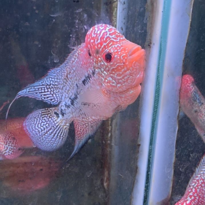 罗汉鱼222222222222