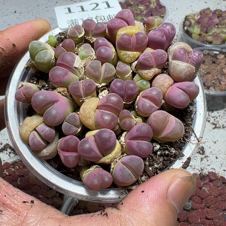 【闪购商品】 1121。    