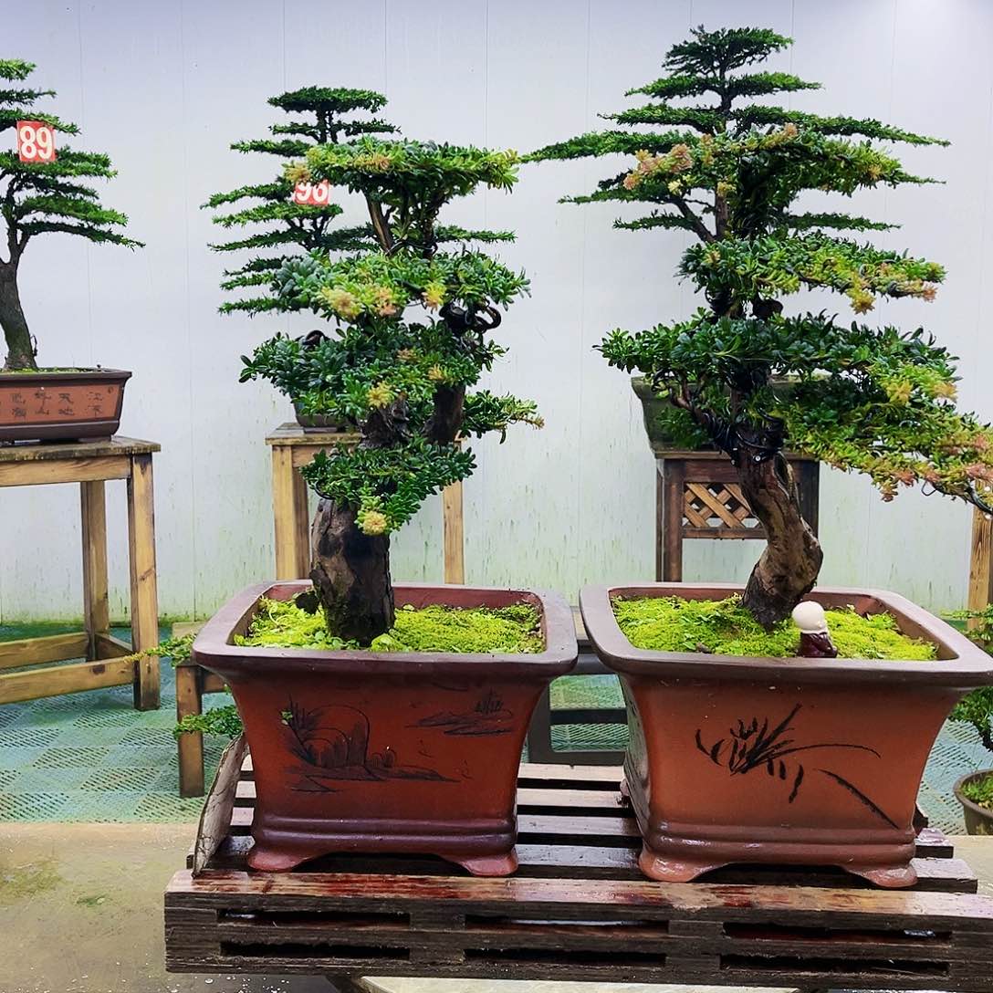 完全开放罗汉松盆景艺术