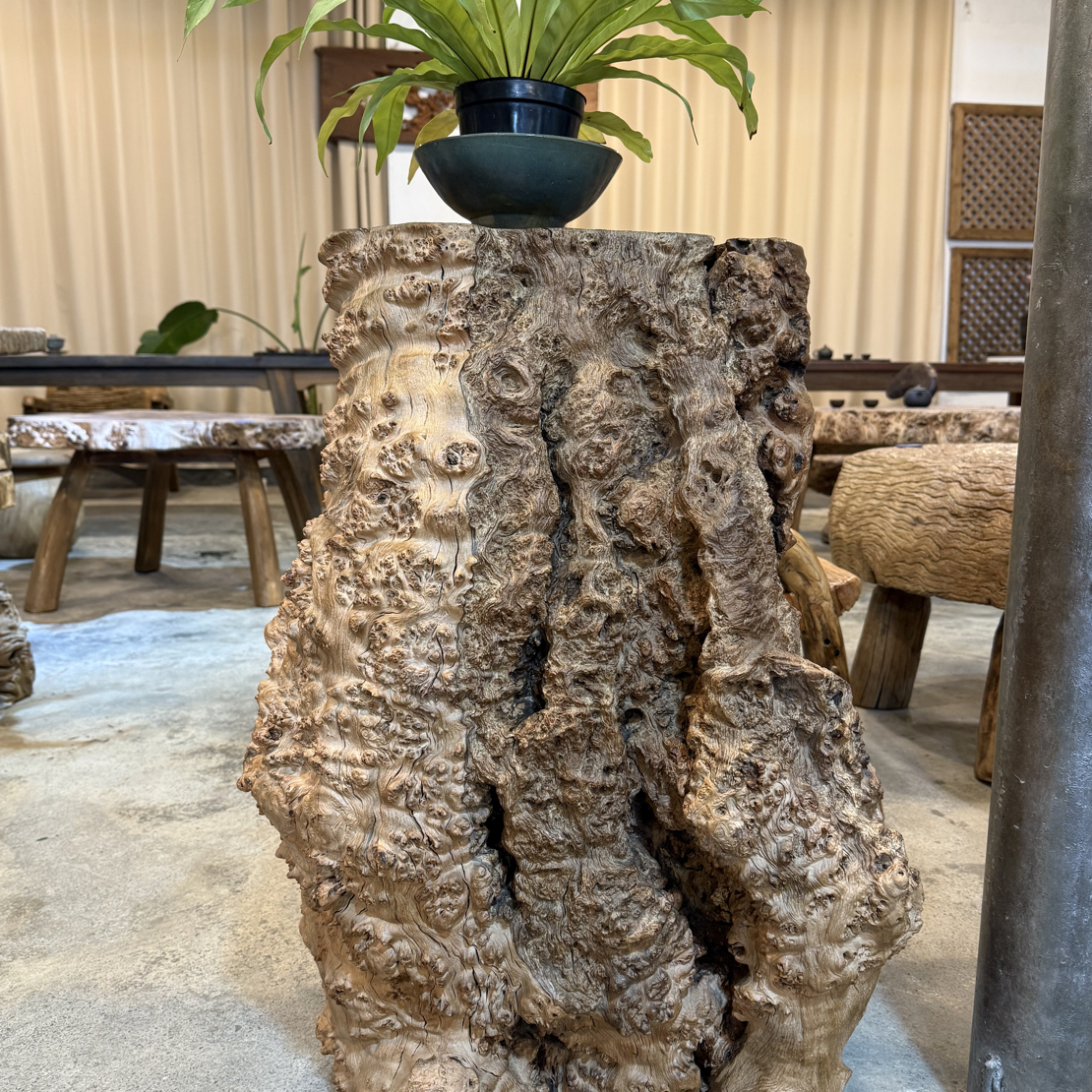 铁栎木 树瘤精品花架（高74，台面长39，宽25）
