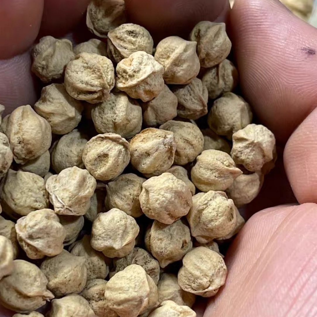 H8030深坑龙脊莲花桩柏香籽散籽下水秒7.5+100克约505颗