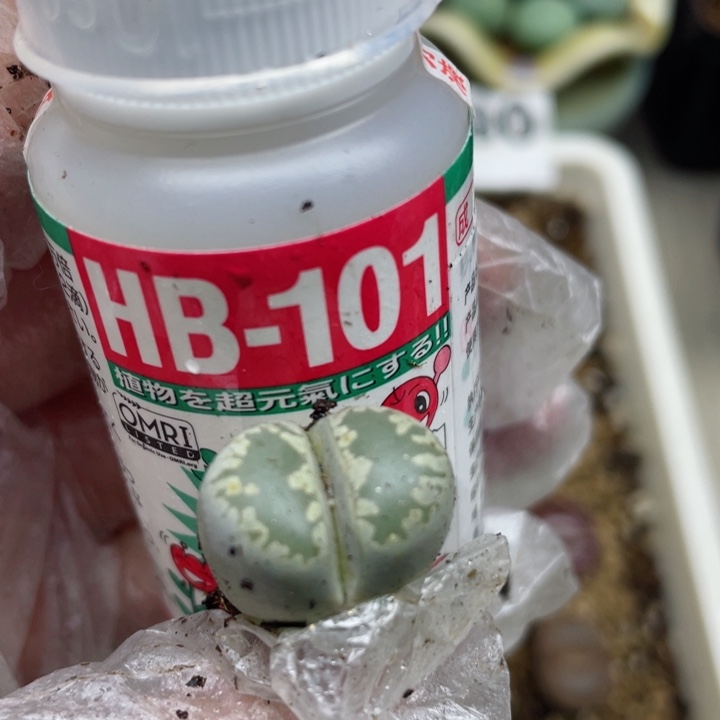 101植物活力素一瓶