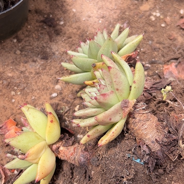 无花朵白皮乌木3颗。      