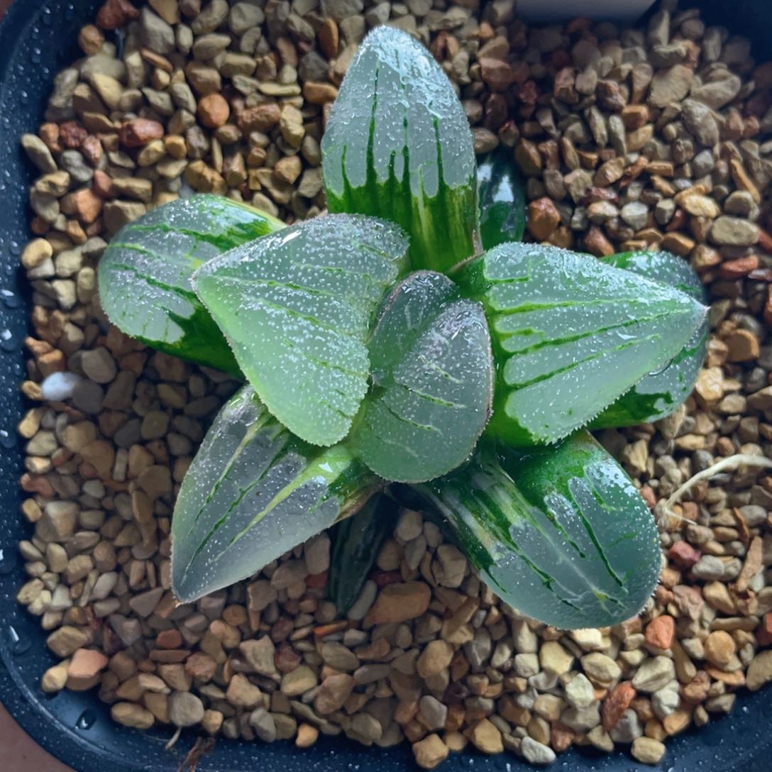 26.十二卷多肉实生寿锦。 