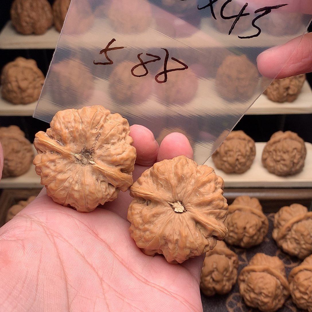 静****核桃蛤蟆头45尺45肚