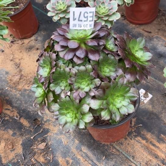 571赤焰连不包断枝