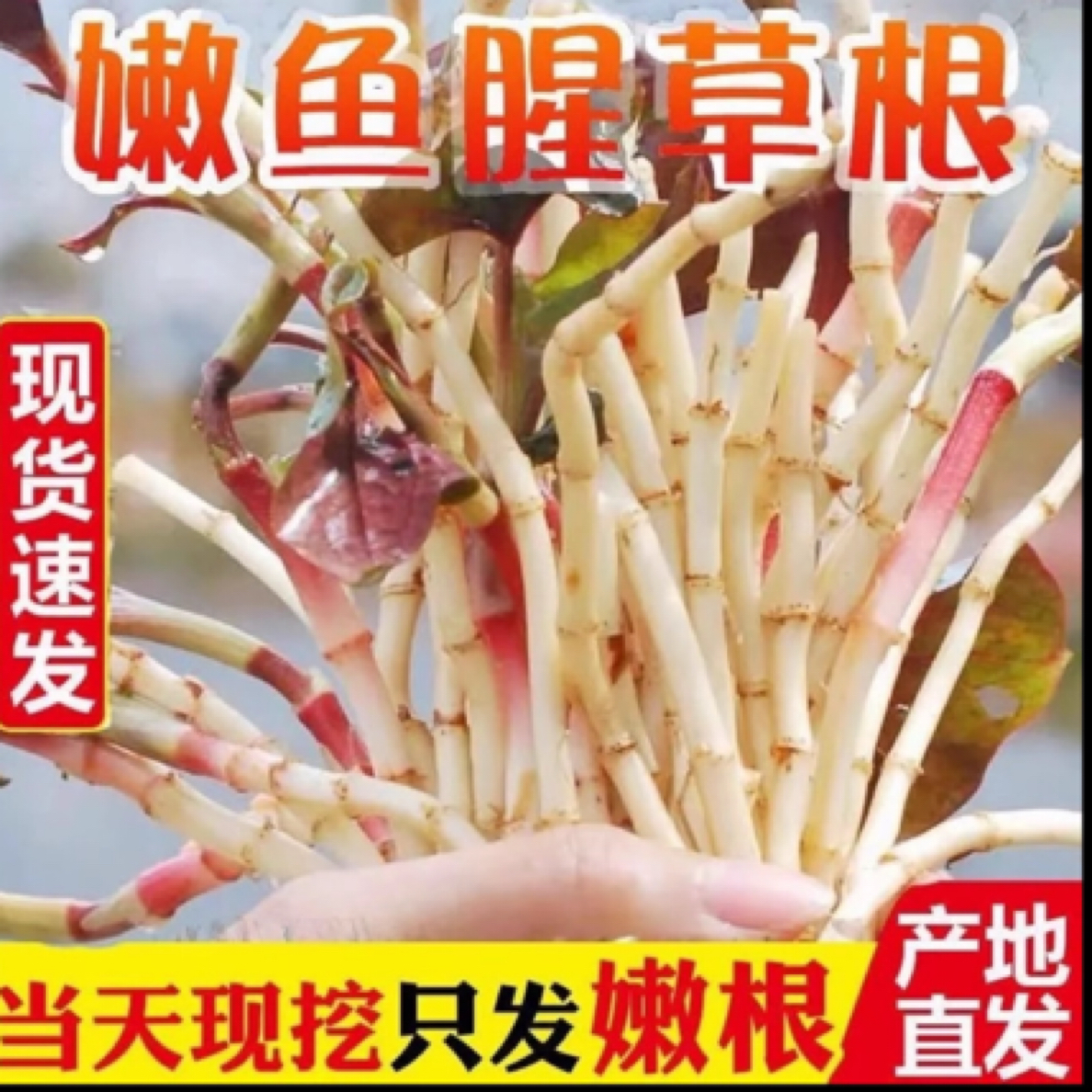 【精选嫩根无叶】贵州特产现挖新鲜折耳根嫩叶现挖鱼腥草脆嫩凉拌