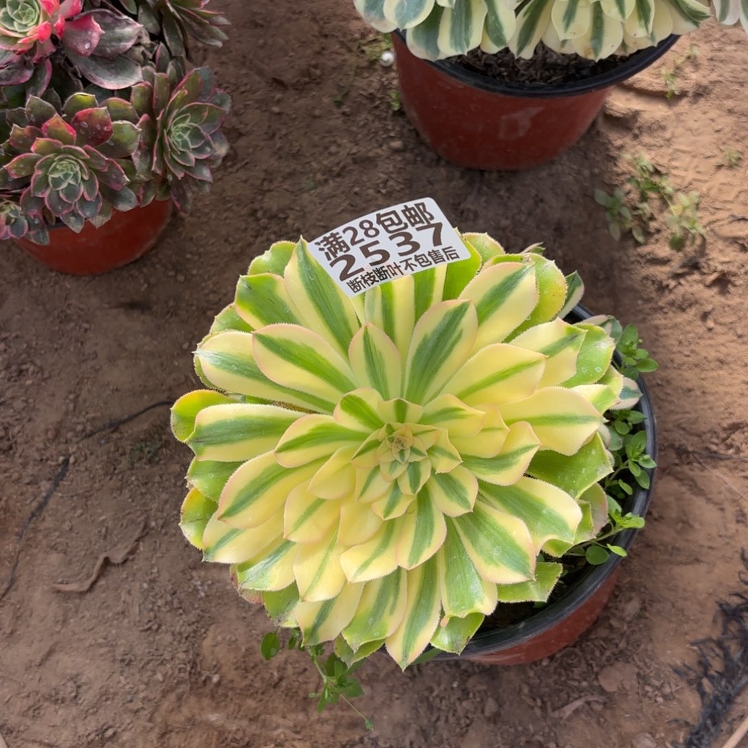 M. 2537锦如云多肉。阿德，loo