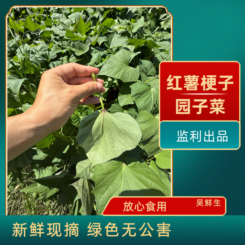 湖北监利本地 新鲜现摘 青甜红薯梗子 带叶称重 去叶打包