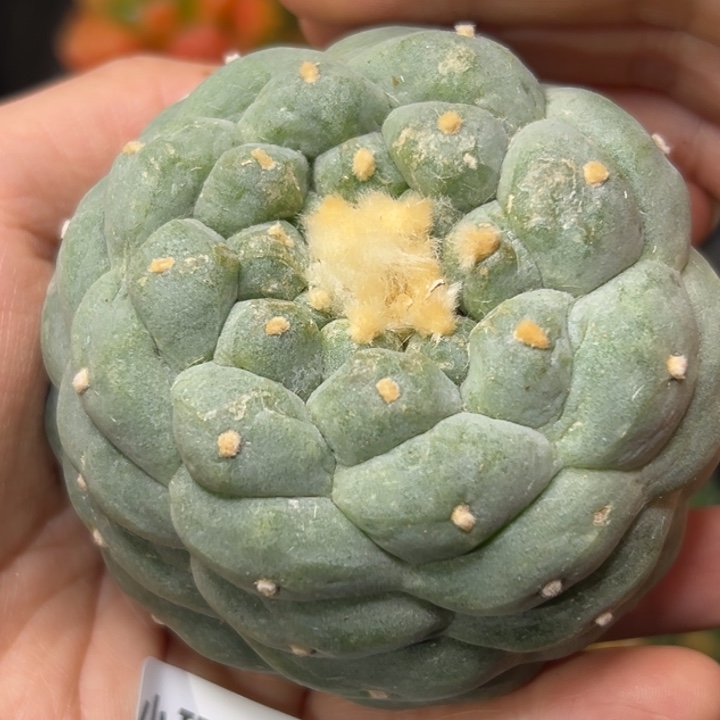 162 根点 仙人球的故事是