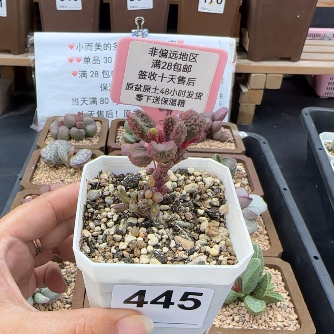 图*朵445小叶猪舌多肉植物