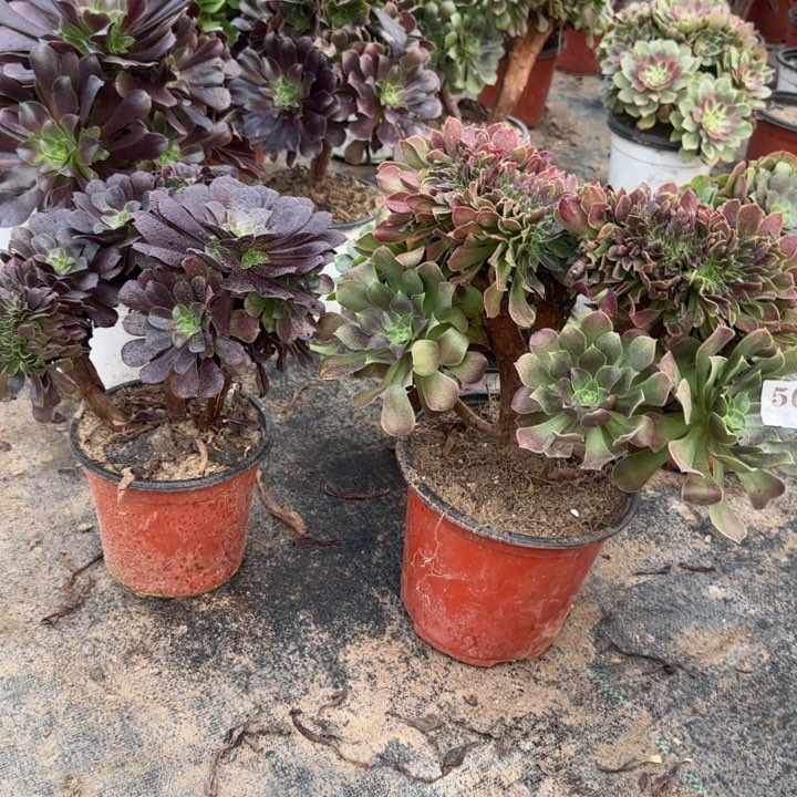 505玫瑰缀化➕欧紫缀化包邮。          