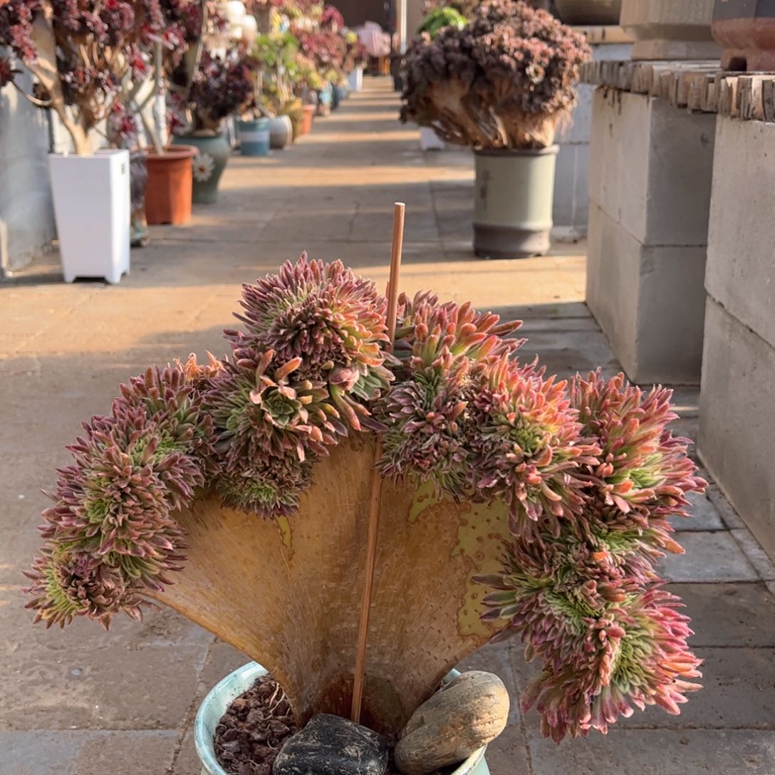 金丝菊整版精品福利