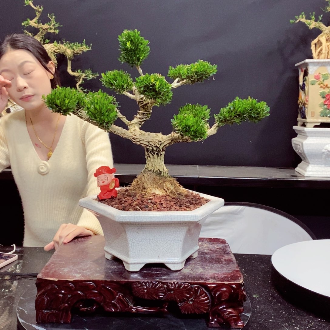 无花朵黄杨盆景雀舌软枝