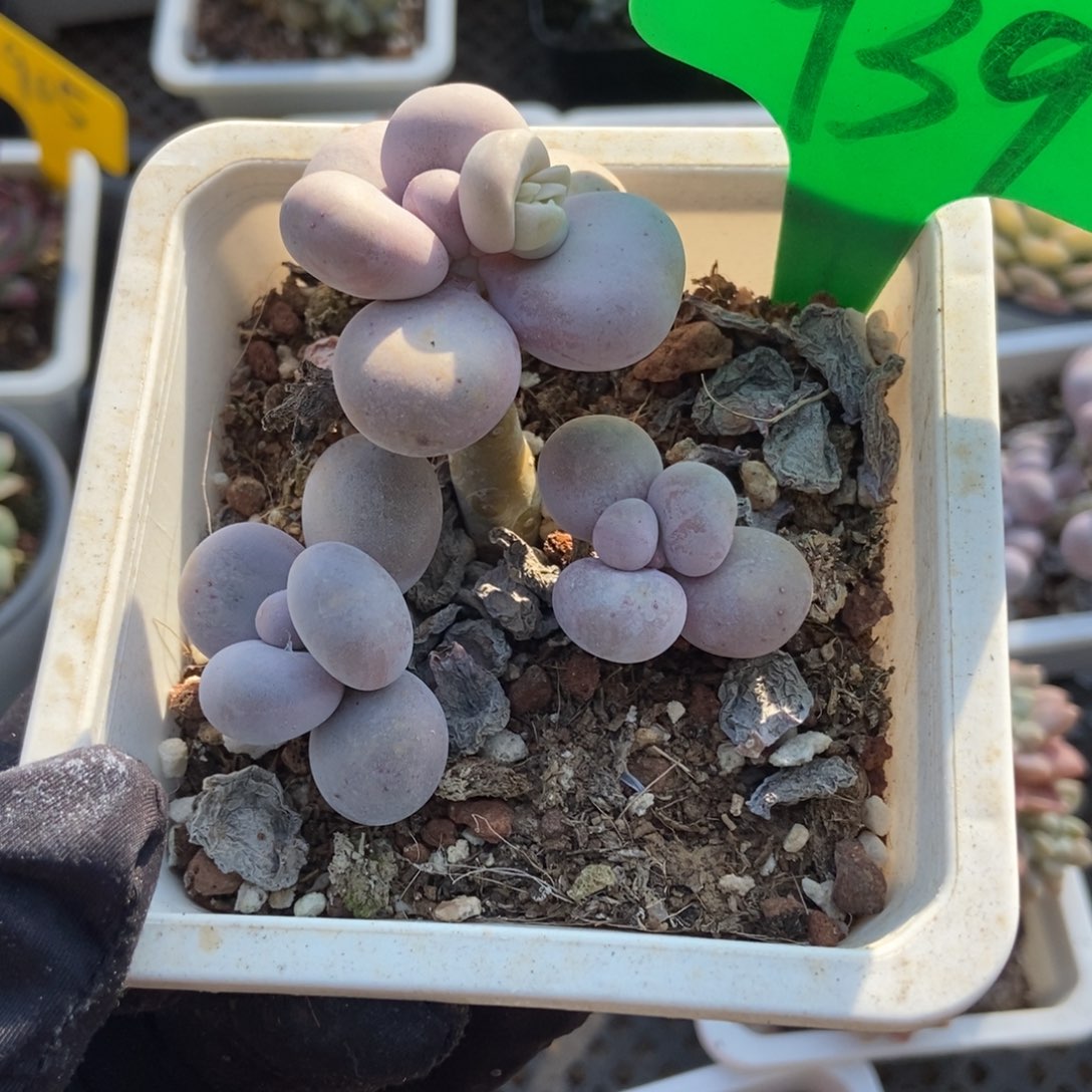 939烟美人多肉植物