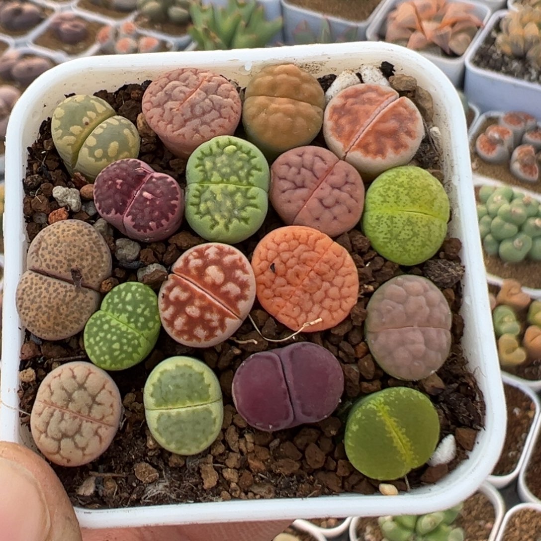 106多肉植物百科植物