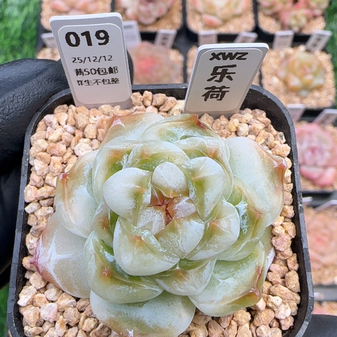 019   乐荷   5厘米盆