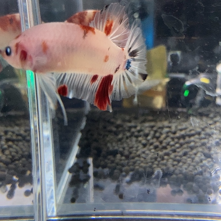 斗鱼黑58号巨斗将军