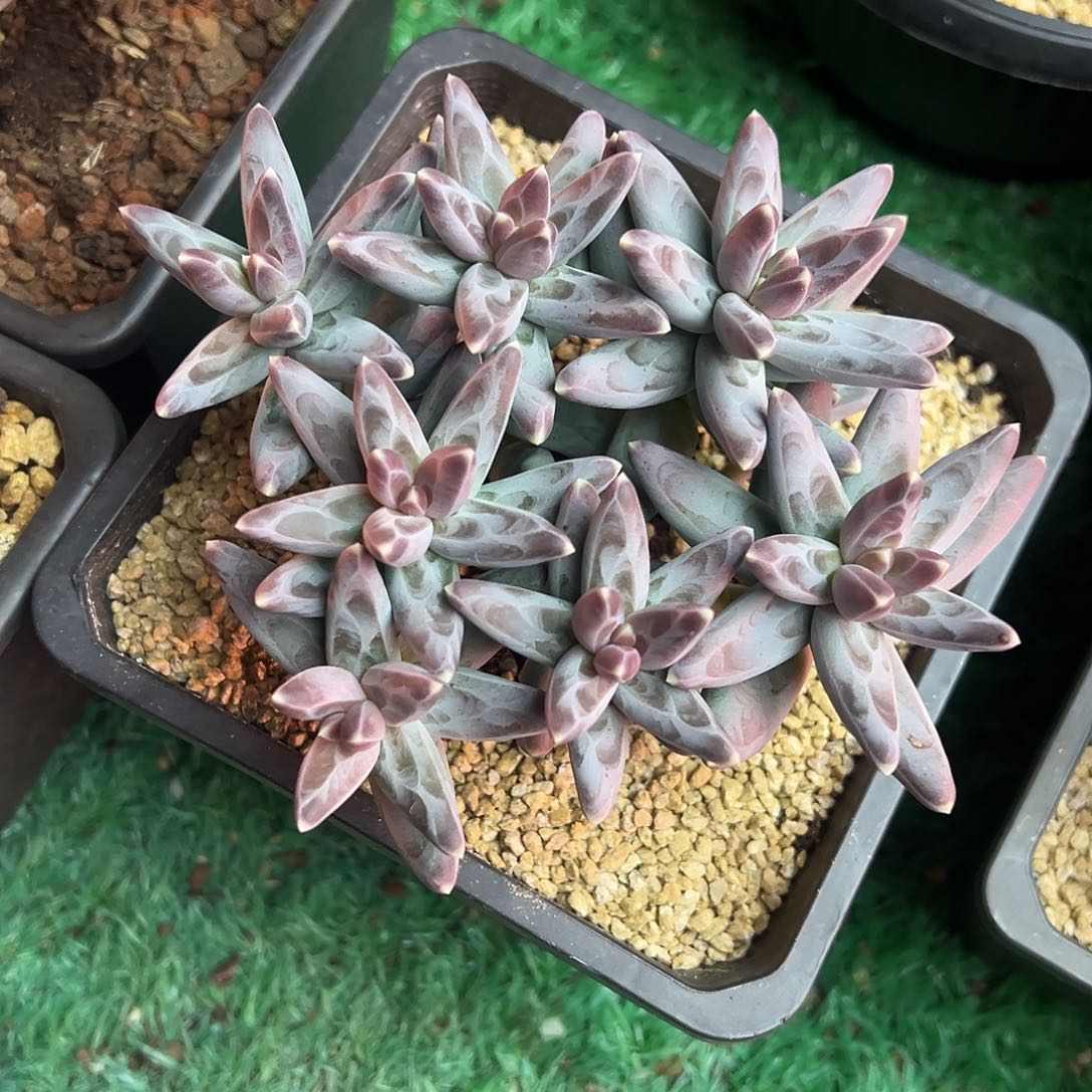 无砍平头风羽美人