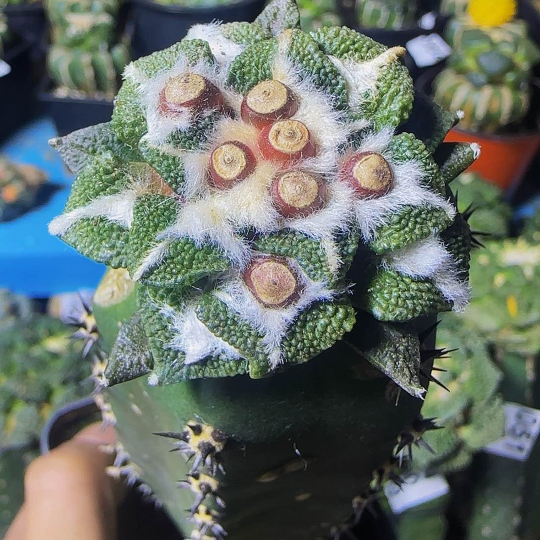 颗粒大尤黑055仙人球