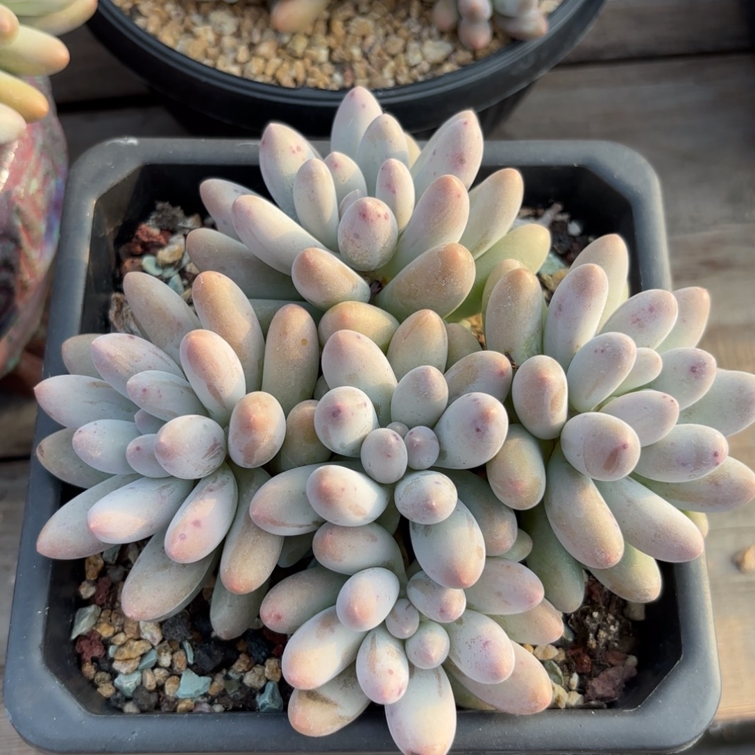 无花朵汤圆群 无砍自然群