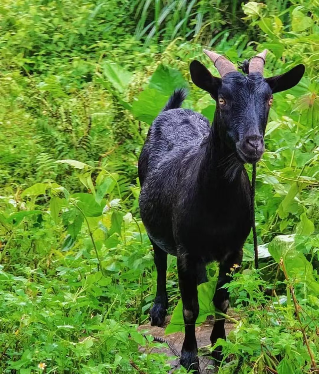 黑山羊整羊半羊斤整扇%腿排（直播间实际称重为准）