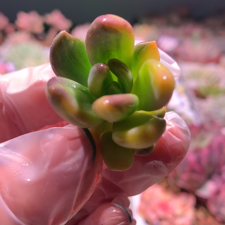 紫丽殿锦，锦哥多肉