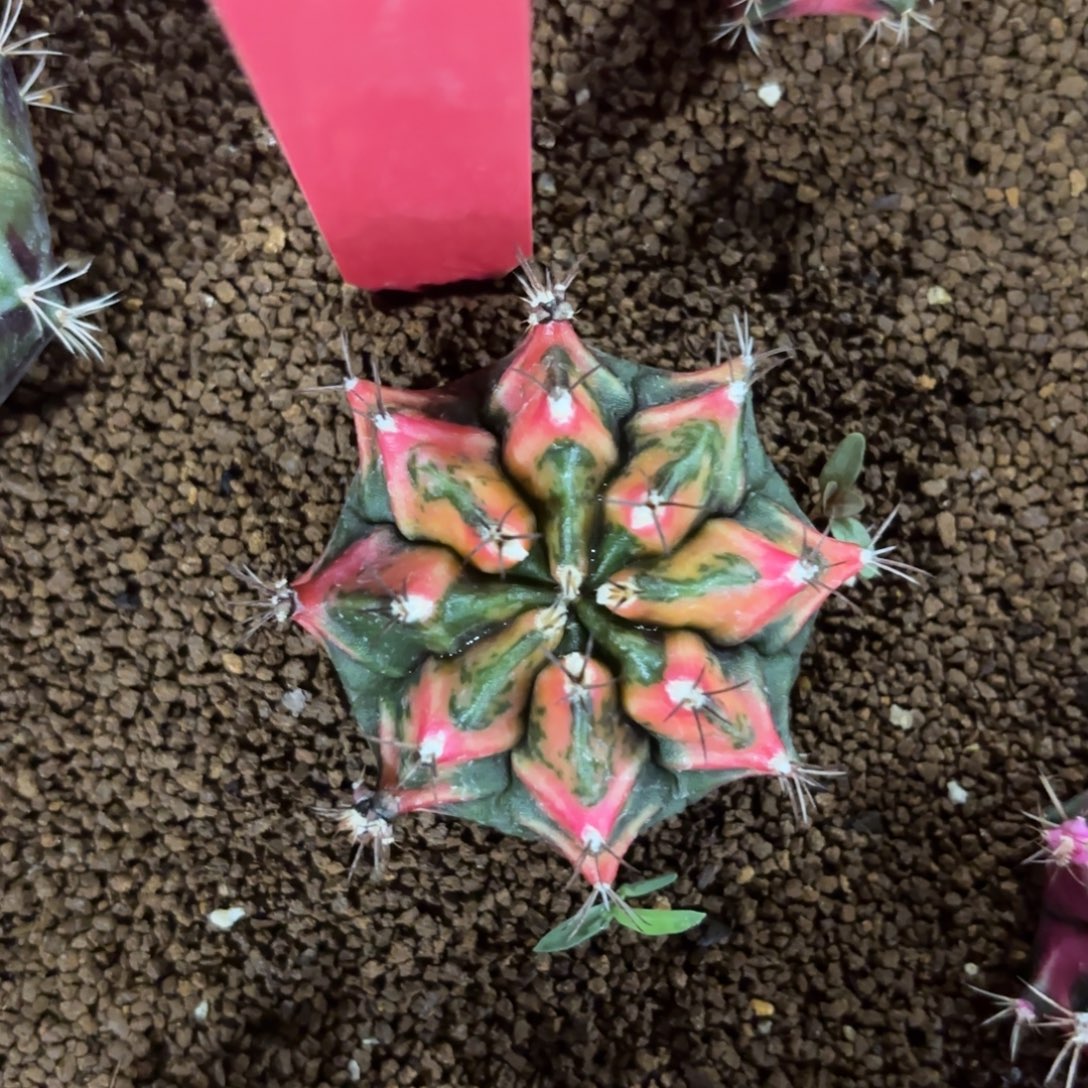 L805-1226泰国发货