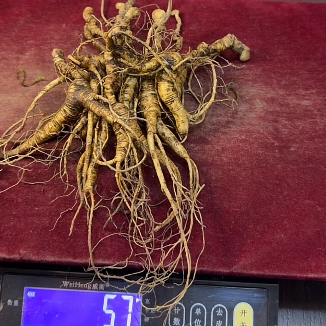 新鲜林下参煲汤泡酒新鲜