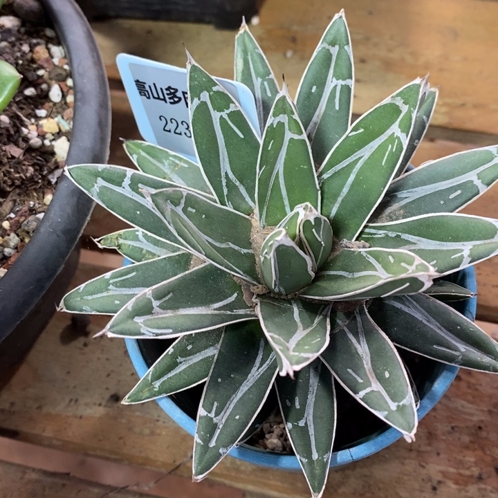 D231- 直播福利 虞美人