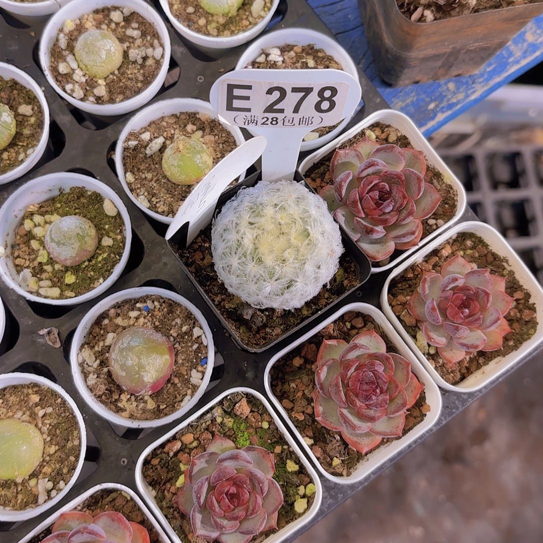 E378白星一物一拍