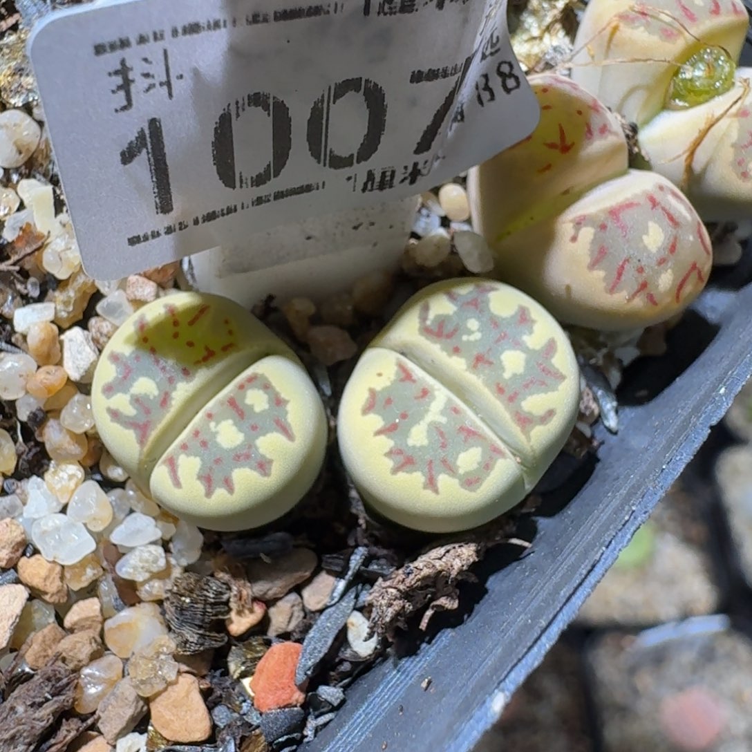 Sss精品清仓价1007