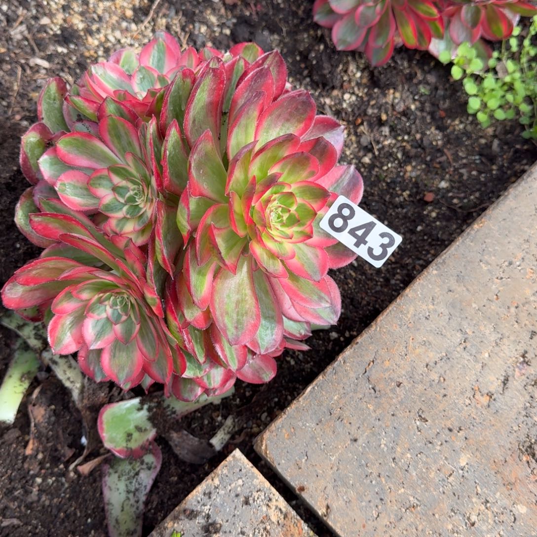 843多肉植物拉菲皇后