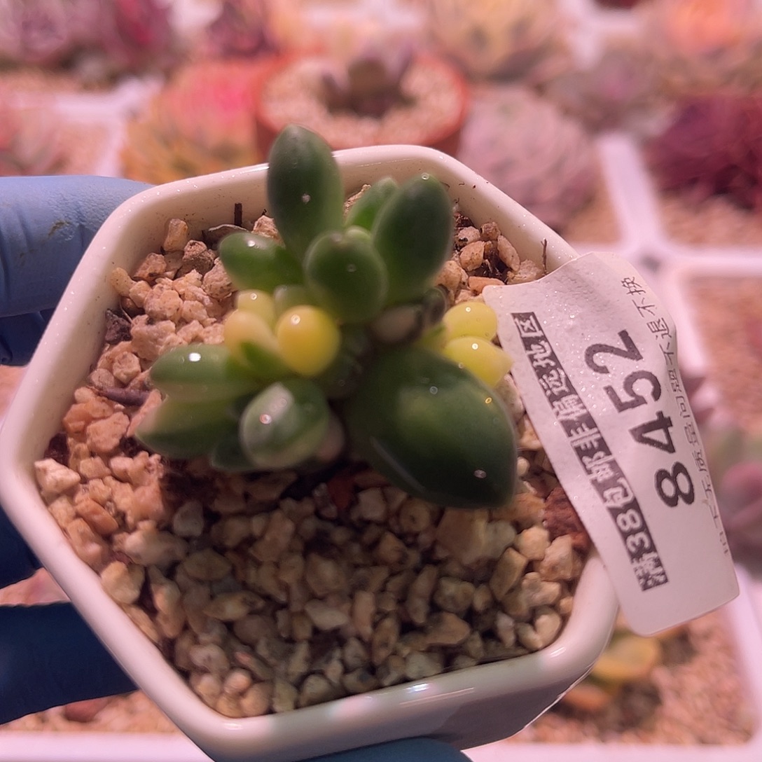 尚品园艺福利锦8452.