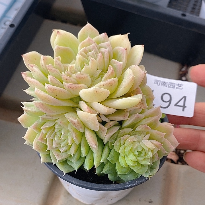 194 多肉植物盆栽花卉