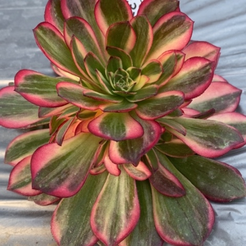 377黑魔锦满25包邮多肉