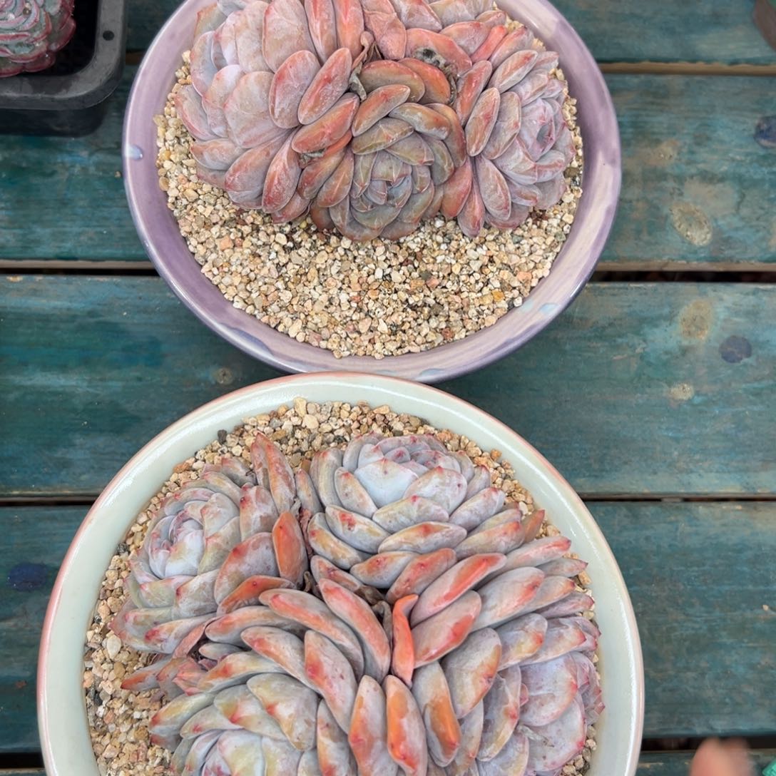 多肉一物一拍0127-152