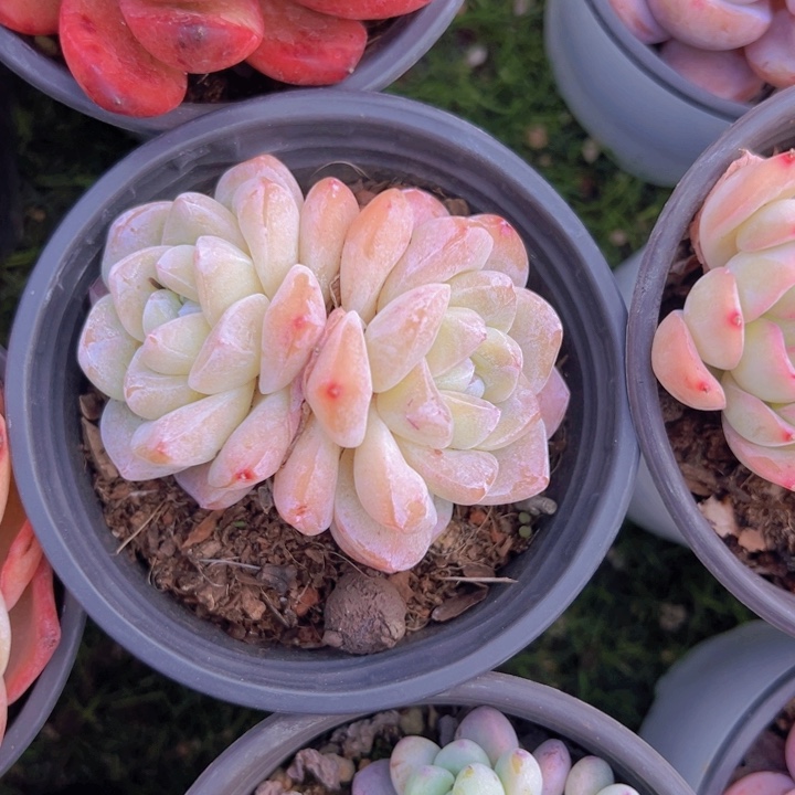 健健康康平平安安