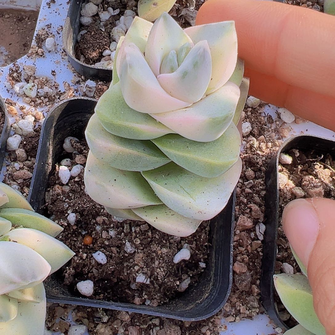 纪之川锦19包邮多肉