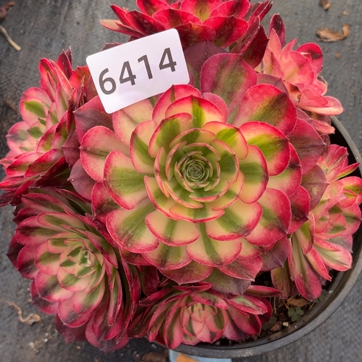 红荔枝捧花多肉发货