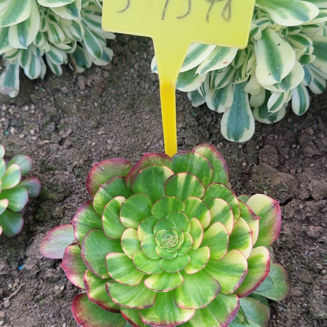 3-1348---万七彩多头