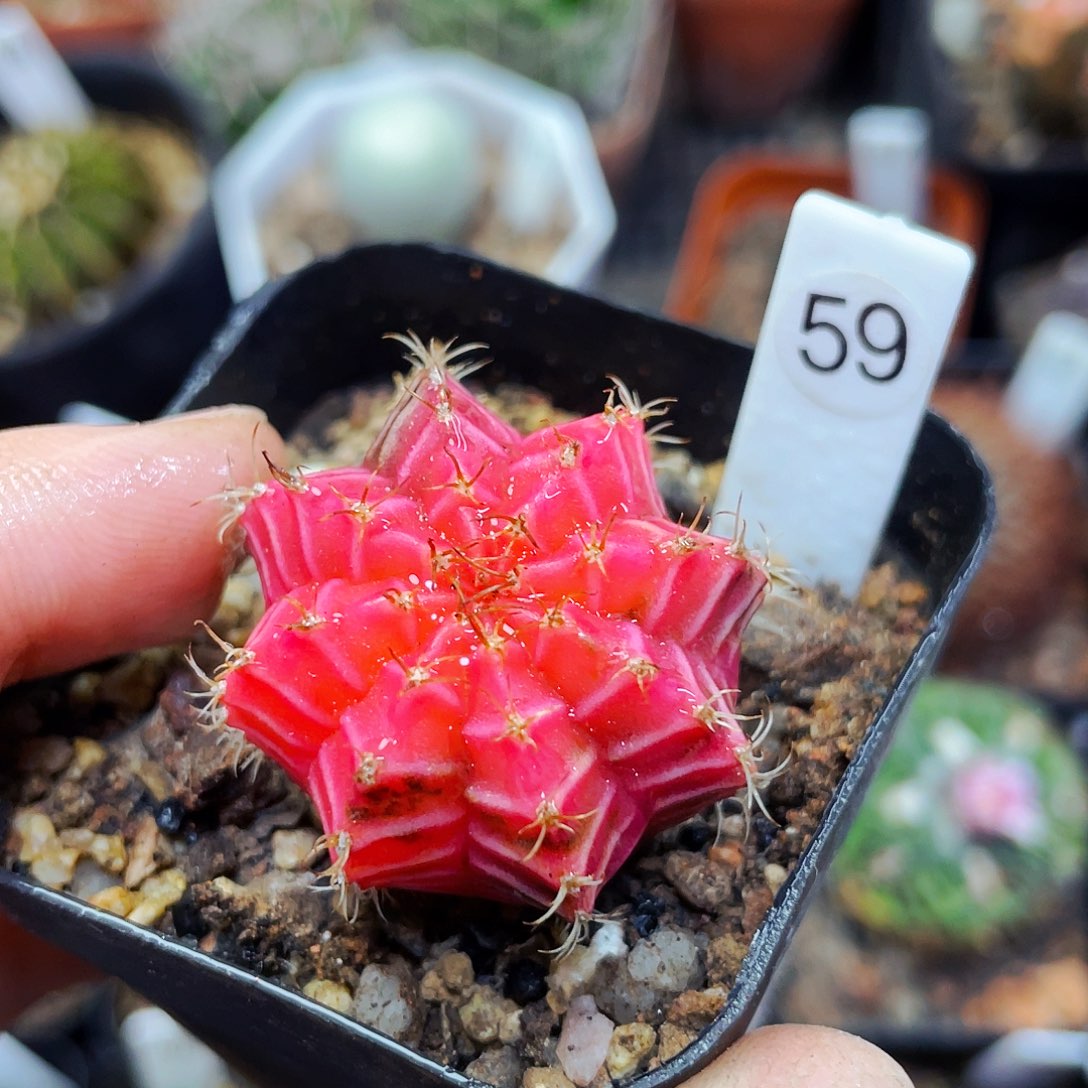 非偏远地区25包邮仙人球