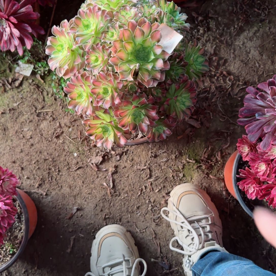 韶华法师多肉027