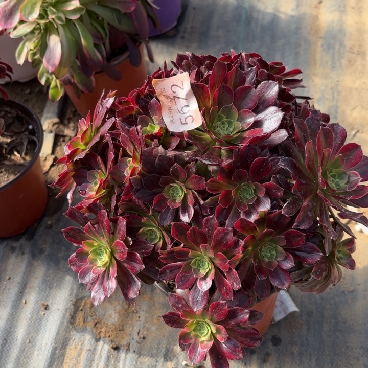 安娜锦多肉法师5672