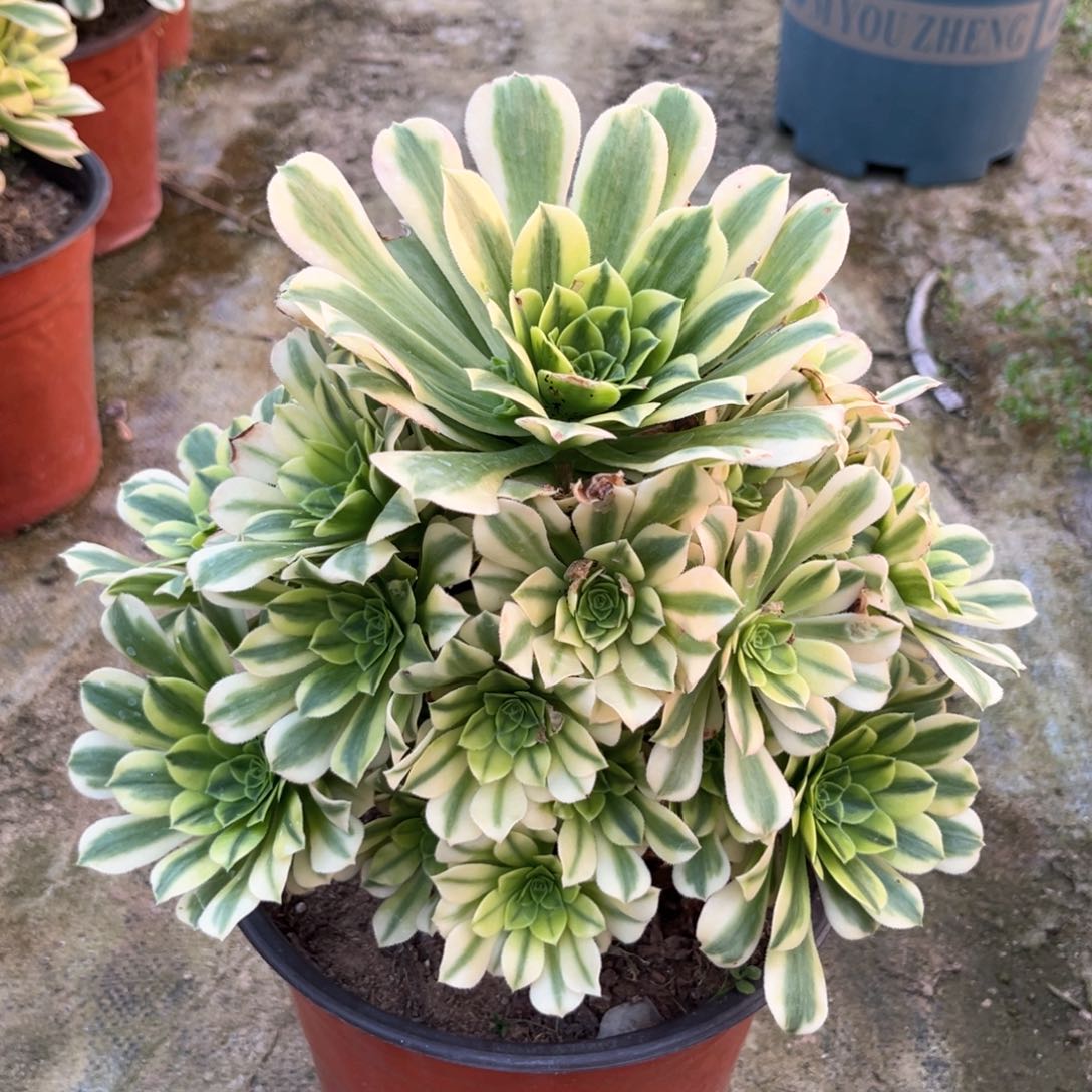 多肉植物金丝翡翠863