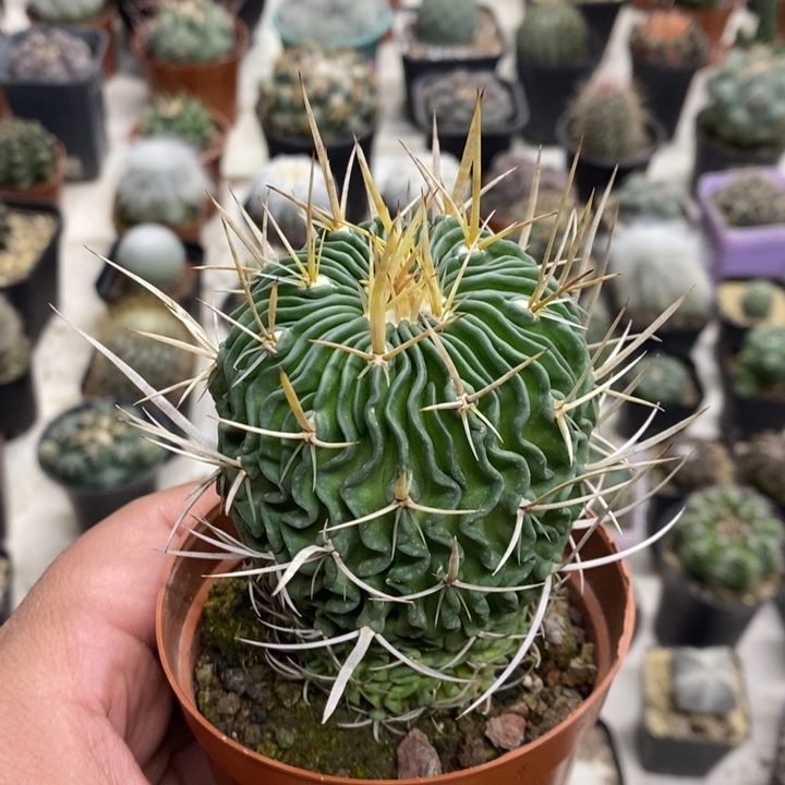 实生振武玉特价福利