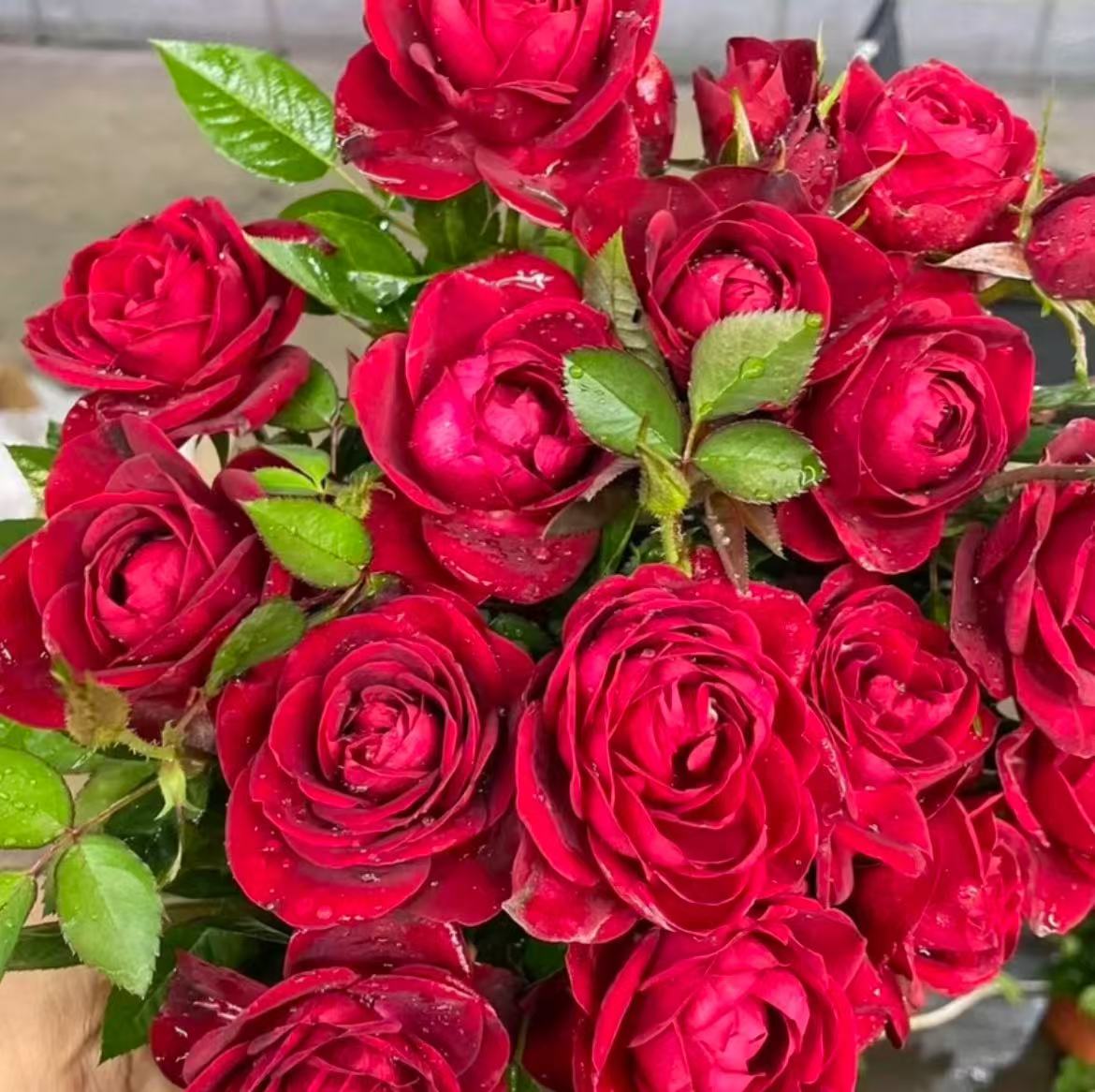 【中国红】1加仑盆多棵扦插月季花花卉绿植盆栽花卉直播四季开放